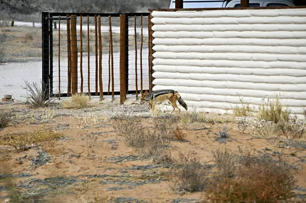 Siyah sırtlı çakal tuhaf bir şekilde evin etrafında sinsice dolaşıyor.