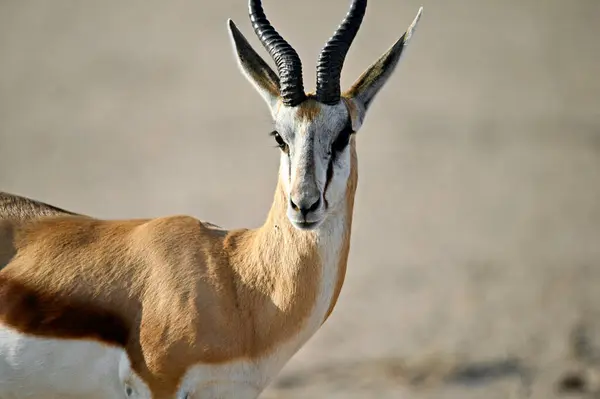 Kafaya yakın çekim erkek yay balığı.