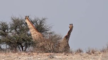 Zürafalar dağ sırtındaki bir ağaçtan yer. Afrika vahşi yaşamı Kalahari Kgalagadi Güney Afrika Botswana