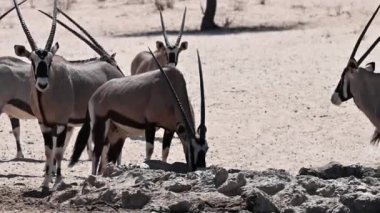 Antilop antiloplar bir su birikintisine akın eder. Kalahari, Kgalagadi Sınır Aşan Parkı, Güney Afrika