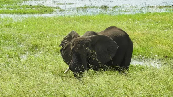 Fil, Botswana nehrinin yüksek otlaklarında otlar.