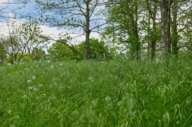 Uzun otları ve karahindibaları olan çayır.