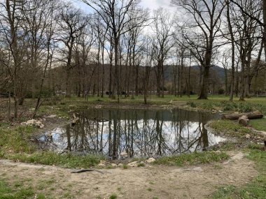 Heron bir gölde av arıyor. Ağacın yansıması. Freiburg Waldsee, Kara Orman, Almanya