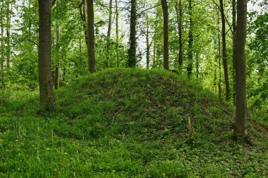 Höyüklü, el değmemiş doğal orman. Kara Orman Almanya