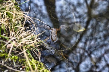 Göletteki kurbağa. Waldsee Freiburg Almanya Kara Ormanı