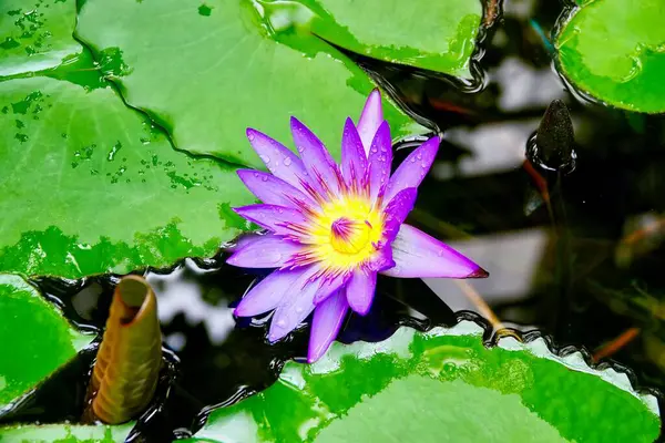 Daha sonra gölde zambak çiçek açtı. Lotus