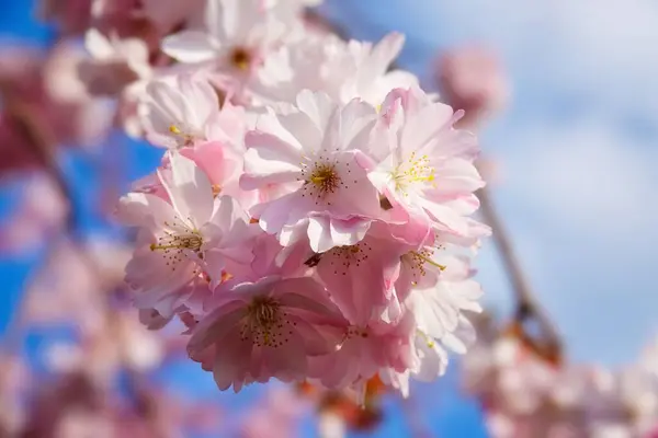 Kiraz ağacı çiçekleri. Pembe ve beyaz yakın çekim 