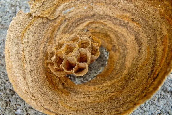 Eşek arısı kovanına yakın çekim