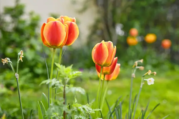 Bahçede renkli turuncu ve sarı laleler