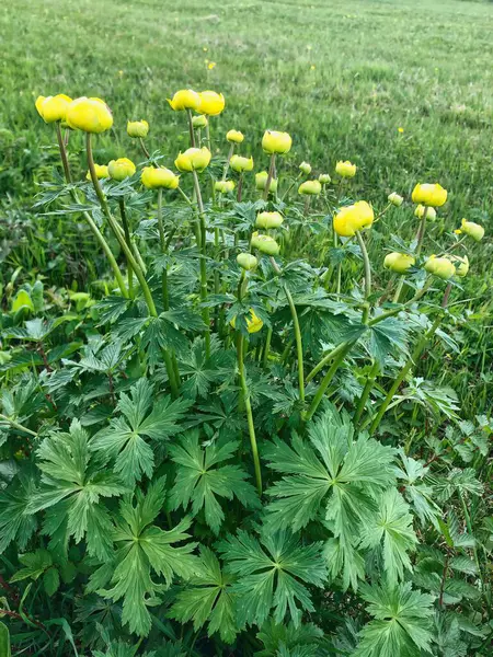 Çayırdaki limon kraliçesi