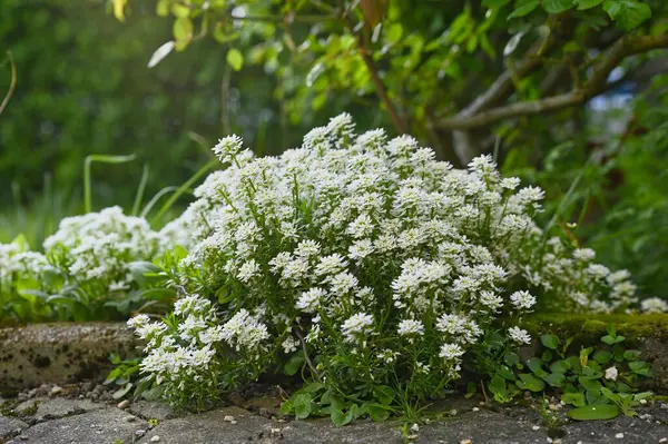 İskenderler bahçede beyaz