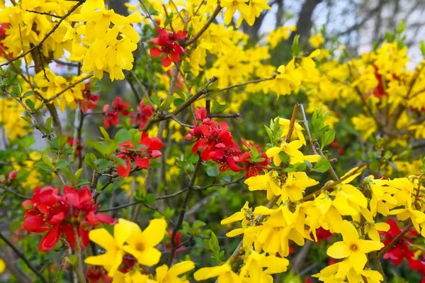 Kırmızı ve sarı forsythia (chaenomeles speciosa)