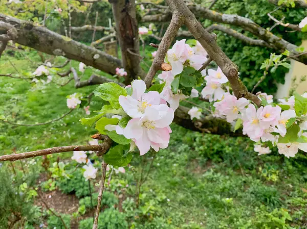 Kiraz çiçekleri. Baharın ilk işareti