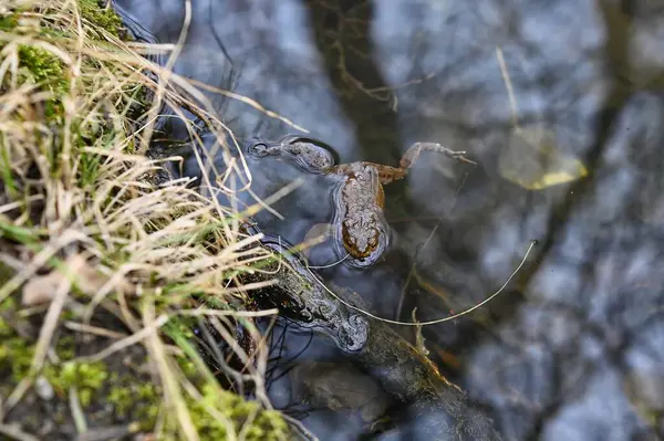 Yumurtlama zamanında bir gölette dişiyi bekleyen erkek kurbağa. Freiburg Waldsee Almanya