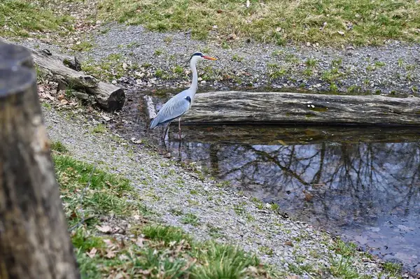 Balıkçıl gölette kurbağa avlıyor.