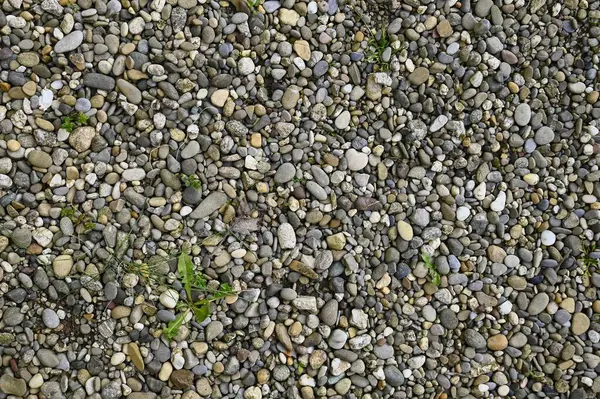 Yabani otlarla kaplanmış çakıl taşları