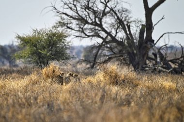 Başarılı bir avdan sonra çalılıklardaki çitalar. Kalahari Kgalagadi Güney Afrika Botswana