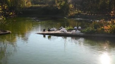 Göldeki kuşlar. Kuğu, siyah kuğu ve pelikan.