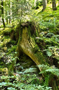Lotenbachklamm 'da el değmemiş kırsal bitki örtüsü