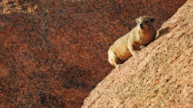 Kaya Hyrax Dassie bir kayanın üzerinde güneşleniyor. Spitzkoppe Namibya