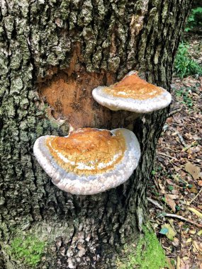 Bir ağaç gövdesinde iki çoklu gözenek