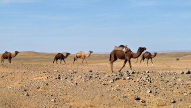 Engin Sahra Çölü 'nde develer.