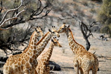 Girafe yakından duymuş. Zürafa ailesinin başı.. 