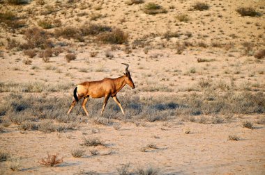 Antiloplar uçsuz bucaksız Kalahari çölünde gezinirler. Kgalagadi Sınır Aşan Parkı