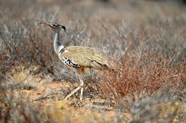 Kori Bustard in the Kalahari desert clipart