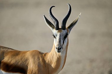 Erkek antiloplar, yaklaşın.