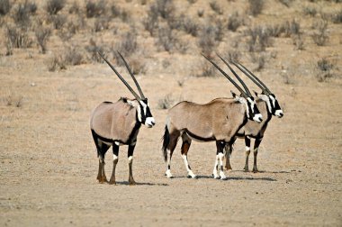 Vahşi doğada antilop mücevher antilopları. Kgalagadi Güney Afrika Botswana Kalahari