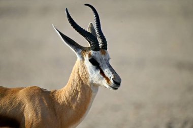 Erkek arpacık kemiği kafaya yakın. Kgalagadi Güney Afrika Botswana Kalahari