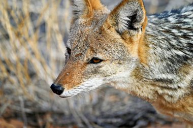 Vahşi doğada siyah bir çakal. Kafasını kapat. Kalahari Kgalagadi Güney Afrika Botswana