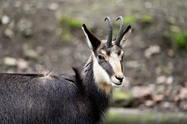 Chamois yaklaş. Kara Orman Almanya 'sında Yurtiçi Vahşi Yaşam