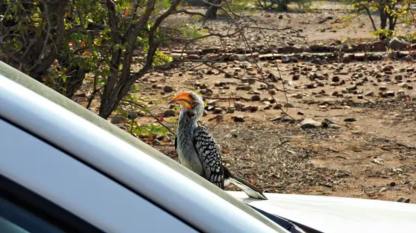 Güney sarı gagalı boynuz gagalı ön camdaki yansımasına kendinden geçmiş bir şekilde bakıyor.