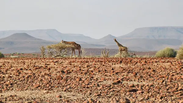 Palmwag Damaraland yakınlarındaki engin Namibya Çölü 'nde zürafalar.