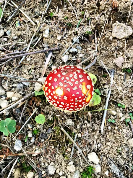 Kara Orman 'da Uçan Amarik. Yukarıdan fotoğraflandı