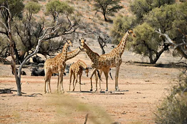 Genç zürafaları olan zürafa ailesi Kalahari çölünde bir su birikintisinde Kgalagadi Güney Afrika Botswana 'da