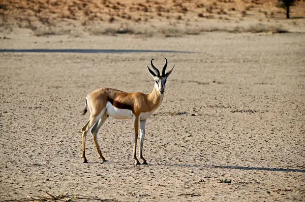 Uçsuz bucaksız Kalahari çölünde Springbok antilobu