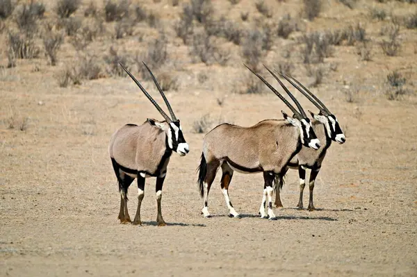 Vahşi doğada antilop mücevher antilopları. Kgalagadi Güney Afrika Botswana Kalahari