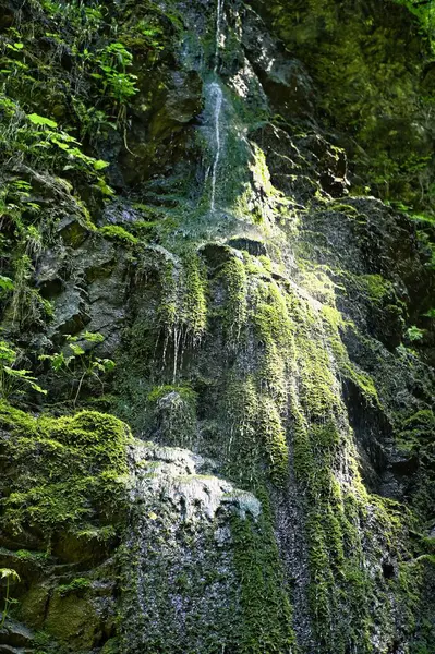 Lotenbachklamm Wutachschlucht Kara Ormanı 'nda kayalıklarda yosun bulunan küçük doğal şelale. Gün ışığı ormanın içinden şelaleye doğru parlıyor.
