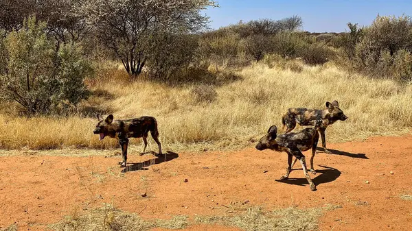 Namibya 'nın uçsuz bucaksız ovasında vahşi bir Afrika köpeği. Boyalı köpek vahşi hayatı
