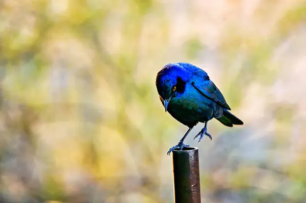 Kgalagadi Transfrontier Park Güney Afrika Botswana 'daki kampımızda parlayan burunlu sığırcık.