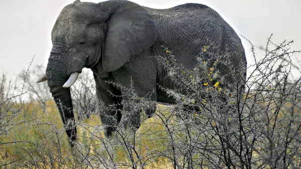 Beyaz hayalet fil. Etosha Ulusal Parkı Namibya 'daki Etosha tavasının yakınında bulunabilir. Çoğunlukla yaşlı bekâr fil boğaları.