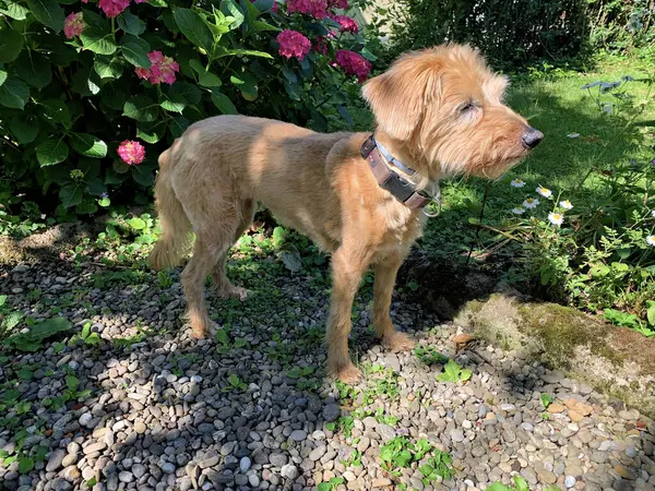 Köpek yetiştiricisi Kromfohrlander çimlerin üzerinde