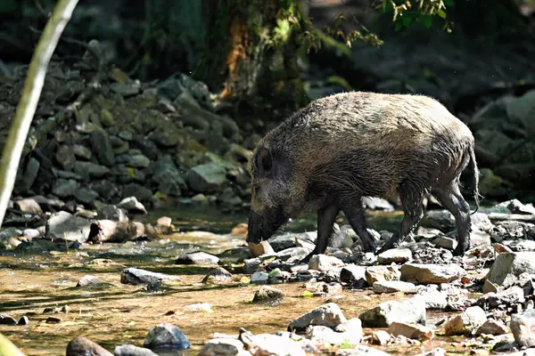 Ormandaki küçük bir derede yaban domuzu