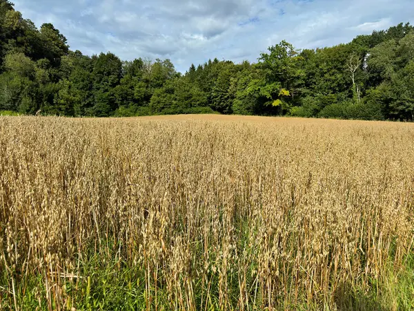 Kara Orman 'daki altın buğday tarlası