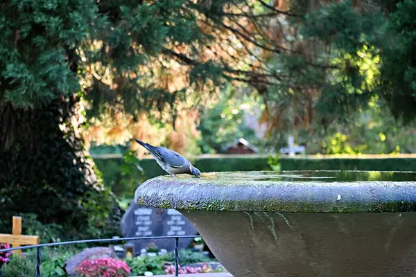 Gün ortası sıcağında güvercin çeşmeden su içer. Şehir çok sıcak.,