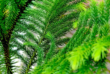 Arkaplan Detaylı Çam Ağacının Canlı Yeşil Yaprağı