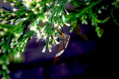 Doğa 'da Canlı Yeşil Bitki Üzerine Tünemiş Güve Yakınlaşması